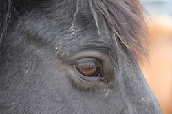 Horse in Equine Experiential Learning 