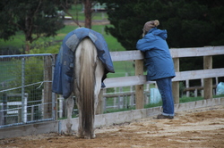 Horse mirroring a participant