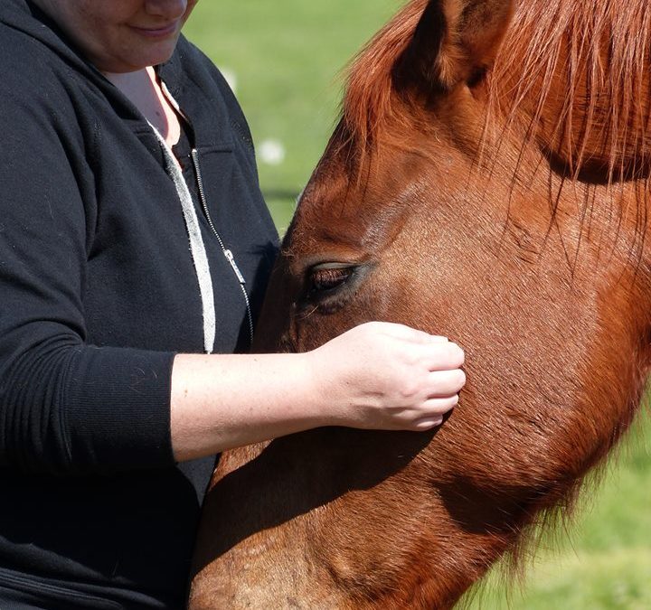 Horses Change the Brain Wave Patterns of Humans